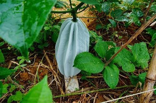 Ugu gourd