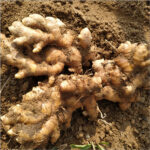 ginger-seed