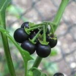 images (26)