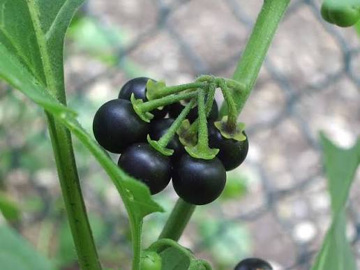 images (26)