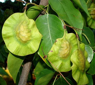 oha-leaves