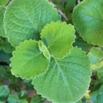 Cuban Oregano top