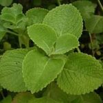 Cuban oregano leaf