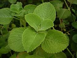 Cuban oregano leaf