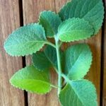 Cuban oregano leaves