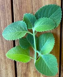 Cuban oregano leaves