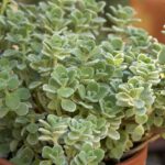 Cuban oregano plant