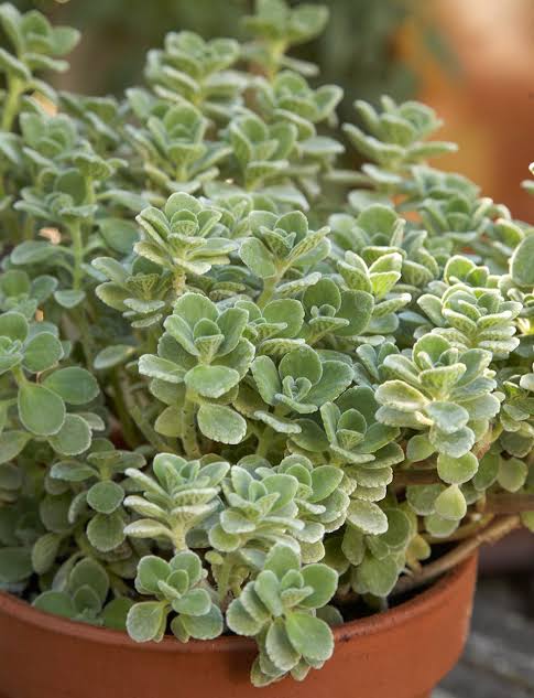 Cuban oregano plant