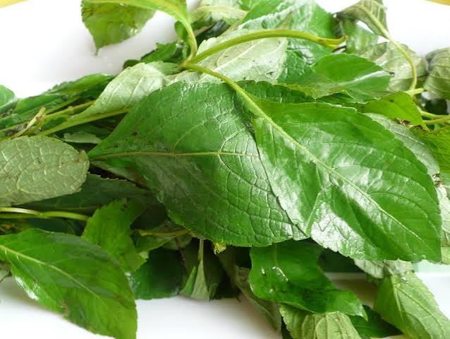 Scent Leaves